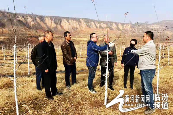 省派三区项目专家在汾西县开展果树修剪技术指导