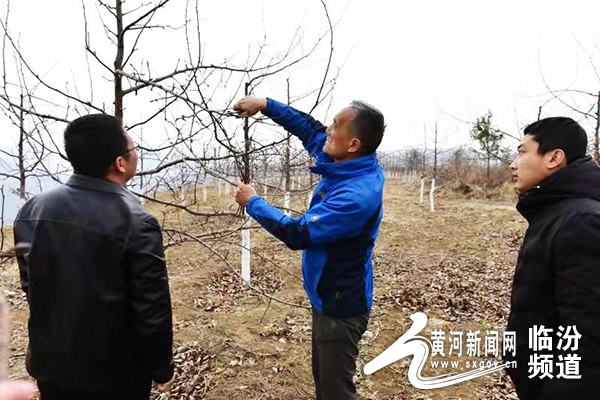 省派三区项目专家在汾西县开展果树修剪技术指导