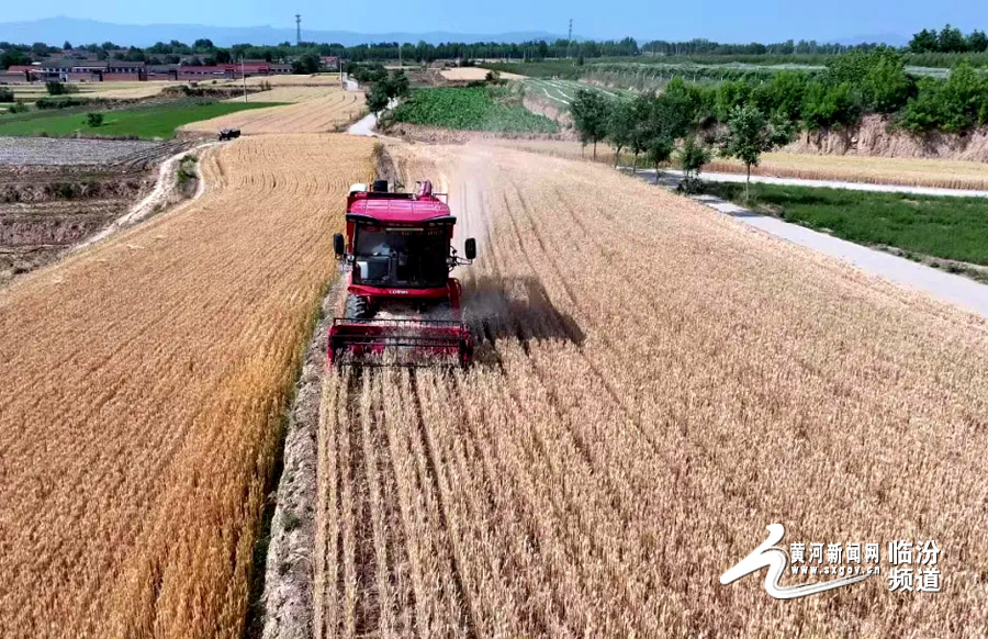 视觉临汾：翼城县34万亩小麦喜开镰